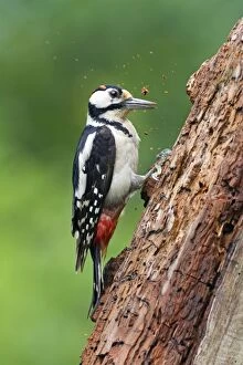 Images Dated 8th June 2013: Great Spotted Woodpecker hammering at rotten tree