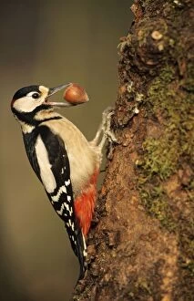 Images Dated 4th July 2005: Great Spotted Woodpecker - with hazel nut in beak