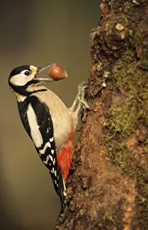 Great Spotted Woodpecker - with hazel nut in beak