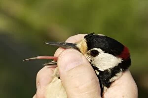 Great Spotted Woodpecker - being held. Showing tongue