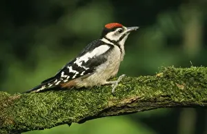 Great Spotted Prints: Great Spotted Woodpecker - juvenile