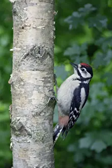 Great Spotted Prints: Great Spotted Woodpecker - juvenile on birch stem, Lower Saxony, Germany
