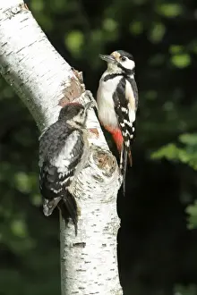 Greater Spotted Prints: Great Spotted Woodpecker - with juvenile bird - on birch tree stem - Lower Saxony - Germany