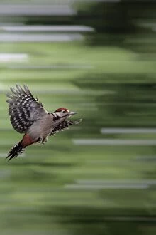 Images Dated 11th June 2007: Great Spotted Woodpecker (juvenile) - in flight