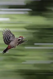 Great Spotted Prints: Great Spotted Woodpecker (juvenile) - in flight