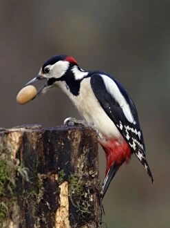 Images Dated 18th December 2004: Great Spotted Woodpecker - Male with acorn in bill, winter. Lower Saxony, Germany