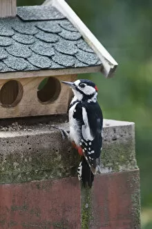 Great Spotted Woodpecker, male at bird table, Hessen, Germany Date: 29-Jul-19