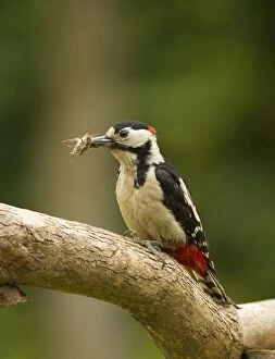 Great Spotted Woodpecker male with Cockchafer (Melolontha