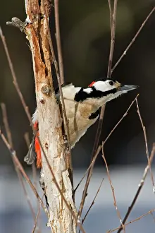 Scandinavia Prints: Great Spotted Woodpecker -male on a dead branch where it has been feeding - March - Finland