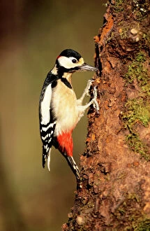 Displays Collection: Great Spotted Woodpecker - male displaying in spring-time