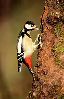 Great Spotted Woodpecker - male displaying in spring-time