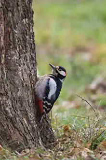 Great Spotted Woodpecker - male feeding low down on tree in Autumn - Bulgaria