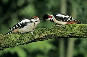 Fledgling Prints: Great Spotted Woodpecker - male feeding offspring