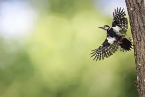 Great Spotted Prints: Great Spotted Woodpecker (male) - in flight
