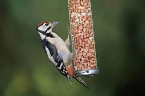 Images Dated 21st April 2010: Great Spotted Woodpecker - male on nut bird feeder