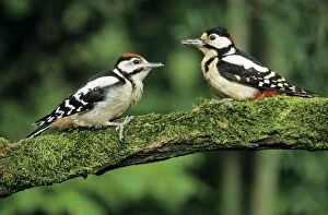Great-spotted WOODPECKER - Male with offspring
