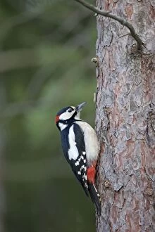 Great Spotted Woodpecker - male on pine tree
