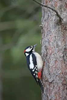 Great Spotted Woodpecker - male on pine tree - UK