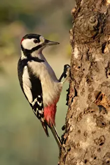 Great Spotted Prints: Great Spotted Woodpecker - Male searching for food in garden. Lower Saxony, Germany
