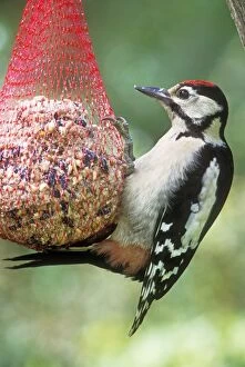 Great-Spotted WOODPECKER - male on seeds, nut & suet feeder