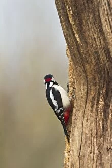 Images Dated 20th March 2011: Great-spotted Woodpecker - male showing red patch
