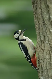 Great Spotted Woodpecker (male) on tree
