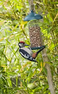 Great Spotted Prints: Great-Spotted Woodpecker - on nutfeeder. Oxfrodshire, UK