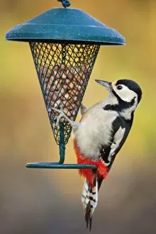 Great Spotted Woodpecker - at peanut feeder