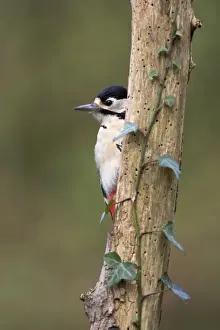 Great Spotted Prints: Great Spotted Woodpecker Peering from behind ivy covered branch Cleveland, England, UK