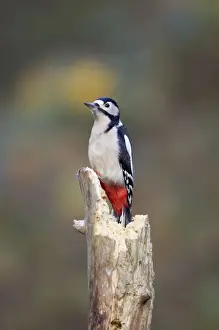 Great Spotted Woodpecker Perched on deadwood stump. Showing saturated red vent Cleveland, England, UK