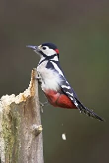 Great Spotted Woodpecker - Perched on deadwood stump. Showing saturated red vent