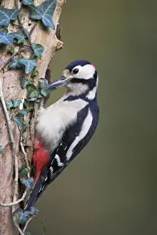 Great Spotted Woodpecker Perched on ivy covered dead tree stump Cleveland, England, UK