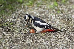 Images Dated 16th June 2007: Great Spotted Woodpecker - picking up hasel nut from ground, Lower Saxony, Germany