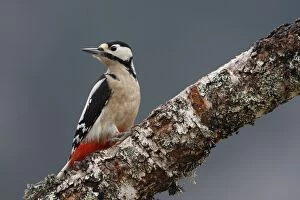Images Dated 20th February 2008: Great Spotted Woodpecker - on silver birch tree trunk. Scotland