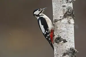 Great Spotted Woodpecker - on silver birch tree trunk. Scotland
