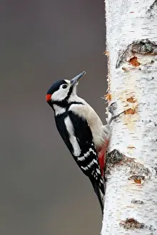Scotland Prints: Great Spotted Woodpecker - on silver birch tree trunk. Scotland