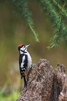 Images Dated 18th July 2010: Great Spotted Woodpecker - on stump - Bedfordshire UK 11840