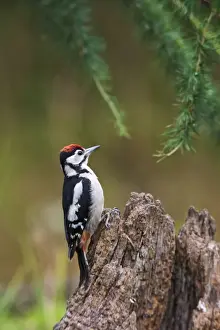 Greater Spotted Prints: Great Spotted Woodpecker - on stump - Bedfordshire UK 11840