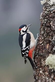 Images Dated 20th February 2008: Great Spotted Woodpecker - on tree trunk. Scotland