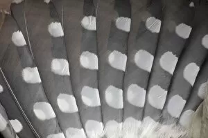 Great Spotted Woodpecker - wing feathers