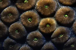 Great Star Coral