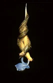 Great Striped slug - mating in midair on a mucous rope. Hermaphrodite introduced from Europe, Southeast Australia. CLY03193