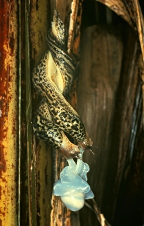 Gastropods Collection: Great Striped Slug - mating in midair on a mucous rope. Hermaphrodite introduced from Europe