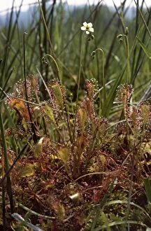 Images Dated 23rd March 2011: Great Sundew - New Forest - UK