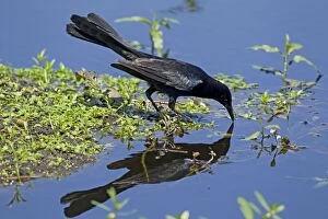 Great-tailed Grackle - male drinking