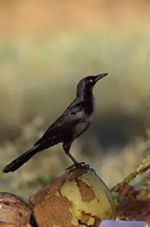 Great-tailed Grackle Mexico Pacific coast