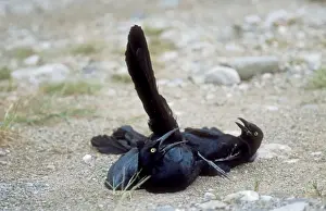 Grackle Prints: Great-tailed Grackles - males fighting