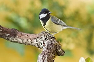 Images Dated 29th April 2012: Great Tit