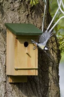 Images Dated 7th June 2012: Great Tit