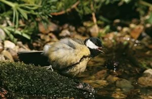Images Dated 30th April 2004: Great Tit
